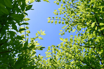 若葉の背景の向こうに見える、爽やかな青空
