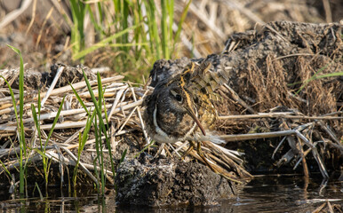 greater painted-snipe on the ground close up shot ( Animal portrait ).