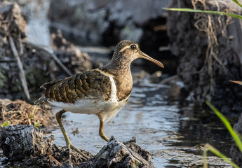 greater painted-snipe on the ground close up shot ( Animal portrait ).