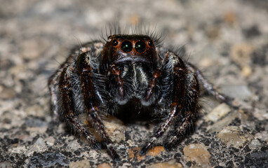 Jumping spiders animal portrait close up shot.