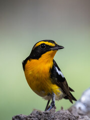 Narcissus Flycatcher animal portrait close up shot.