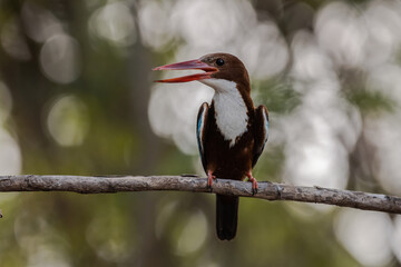 White-throated Kingfisher on the branch tree animal portrait.
