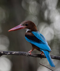 White-throated Kingfisher on the branch tree animal portrait.