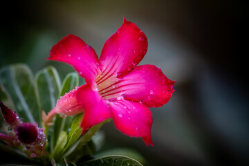 Impala Lily, Pink Bignonia close up shot.