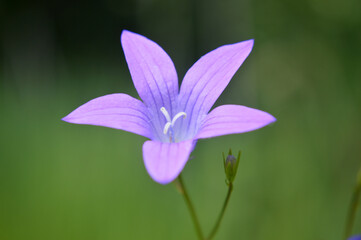 Closeup of a bluebell flower