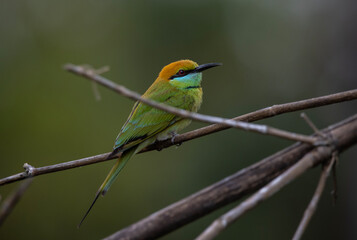 Asian Green Bee-eater on the branch animal portrait.