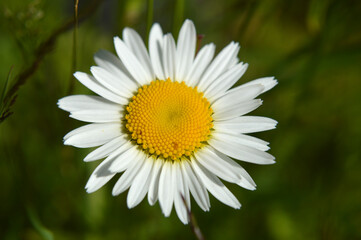 Closeup of a chamomile flower