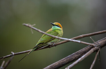 Asian Green Bee-eater on the branch animal portrait.