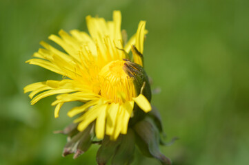 Closeup of a yellow dandelion