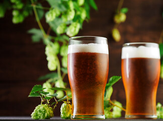 Two glasses of beer and a branch of green hops and cones