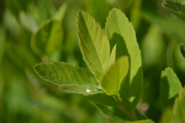 Fototapeta na wymiar Closeup of raindrops on a green leaf
