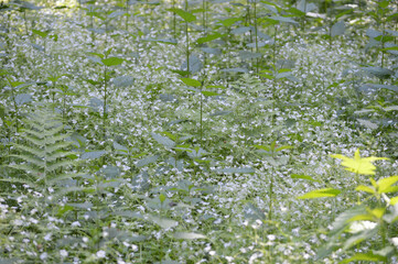 Wild white flowers in the forest