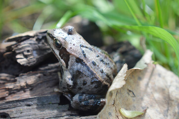Closeup of a small frog