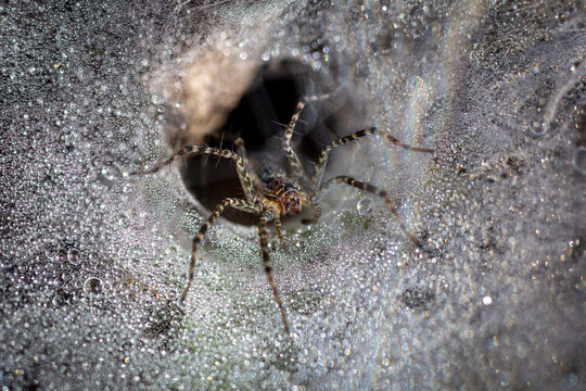 Spider and raindrops in the forests of Thailand