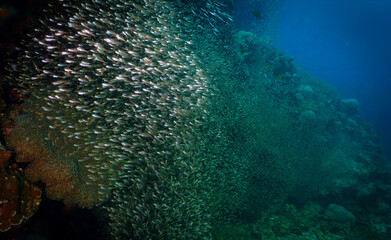 Naklejka na ściany i meble School of Glass fish at a coral reef