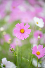 ピンクのコスモスの花