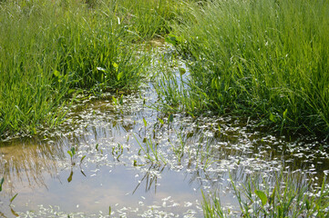 Landscape with a green pond