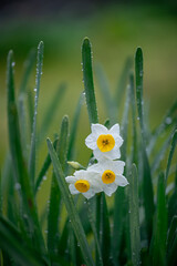 水仙の花
