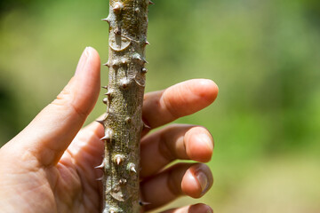 Girl hand around tree full of thorn over blurred nature green background, outdoor day light, gardener and plant