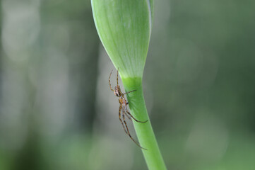 Closeup of a small spider 
