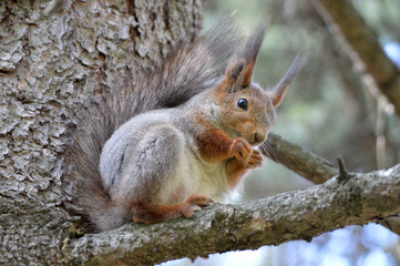 Naklejka na ściany i meble An adult squirrel on the tree