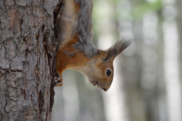 A cute squirrel on the tree