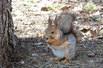 An adult squirrel on the ground eating nuts