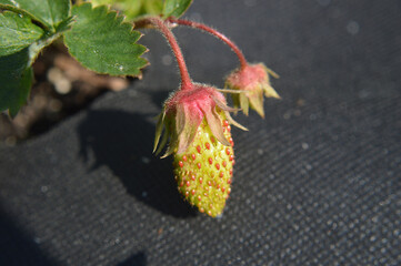 Closeup of a strawberry growing