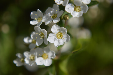 Closeup of white flowers on the bush