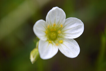 Obraz na płótnie Canvas Closeup of a small white saxifrage flower