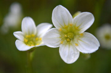 Closeup of small white saxifrage flowers