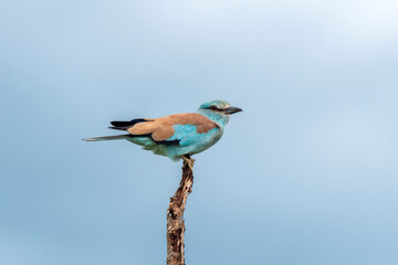 Rollier d'Europe,.Coracias garrulus , European Roller