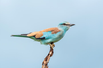 Rollier d'Europe,.Coracias garrulus , European Roller