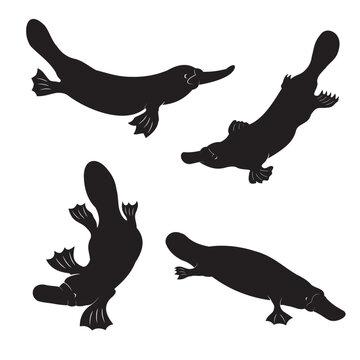 platypus set vector