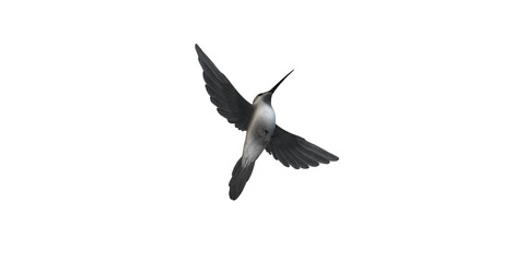Obraz premium Humming Bird isolated on a Transparent Background