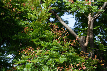 Peltophorum pterocarpum - a lush green avenue tree with bright yellow flowers and copper colored mature seeds.