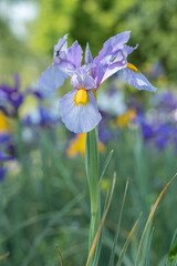 Light blue Dutch iris (Iris  x hollandica). Cut flowers on a plantation.