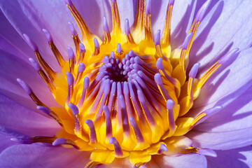 The middle of the flower lilac water lily with petals and stamens. Macro