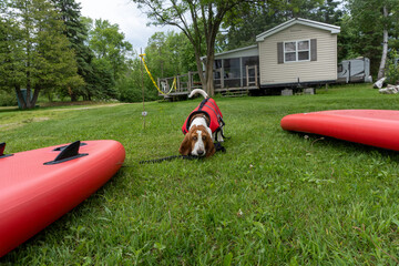 Basset hound getting ready for paddleboarding
