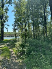 Obraz premium path in the forest