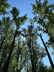 Fototapeta premium trees in the forest