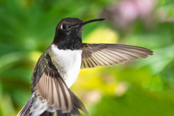 Black-Chinned Hummingbird Searching for Nectar in the Green Garden