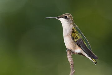 Naklejka na ściany i meble Ruby Throated Hummingbird Perched Delicately on a Slender Twig