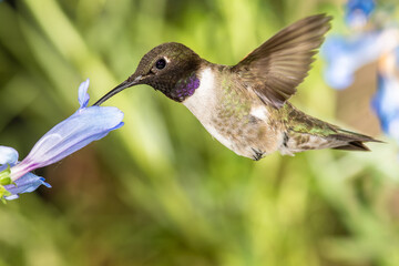 Fototapeta na wymiar Black-Chinned Hummingbird Searching for Nectar Among the Blue Flowers
