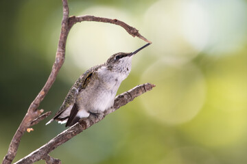Fototapeta na wymiar Ruby Throated Hummingbird Perched Delicately on a Slender Tree Branch
