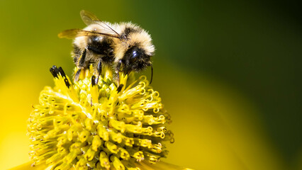 Bee Gathering Pollen from an Accommodating Flower