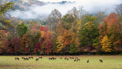 Herd of Elk Grazing Quietly on a Beautiful Autumn Morning