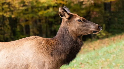 Close Profile Elk Cow on a Beautiful Autumn Morning