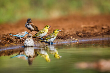 Village weaver and sparrow taking bath in waterhole in Kruger National park, South Africa ; Specie Ploceus cucullatus family of Ploceidae