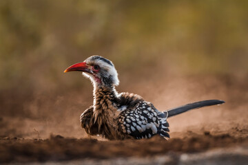 Southern Red billed Hornbill grooming in sand at dawn in Kruger National park, South Africa ; Specie Tockus rufirostris family of Bucerotidae